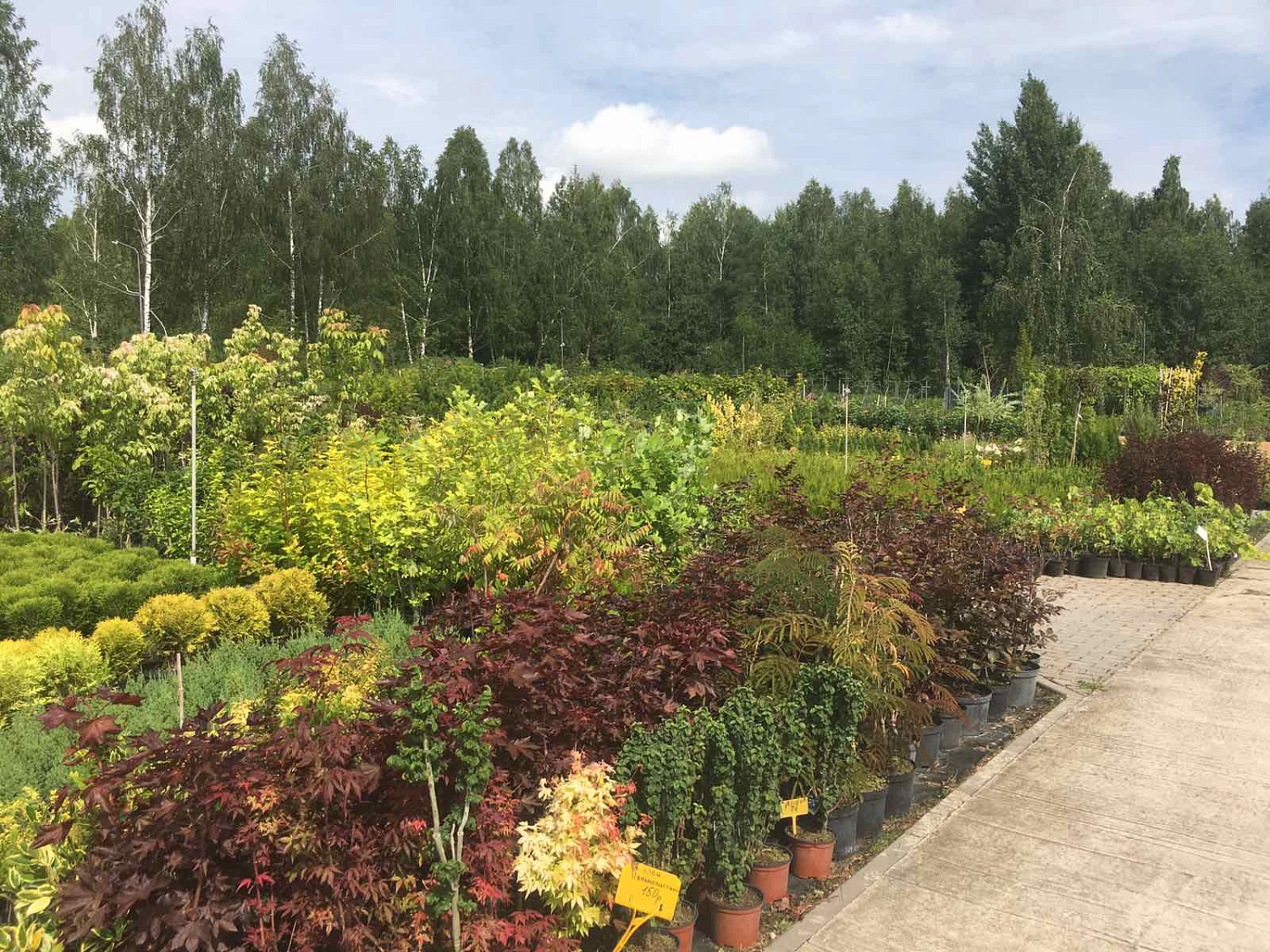 Питомник "ZelenSad"