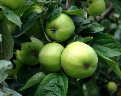 Яблоня колоновидная "Президент"