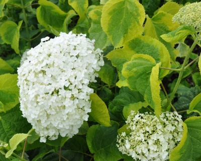 Гортензия древовидная "Голден Аннабель" (Golden Annabelle)