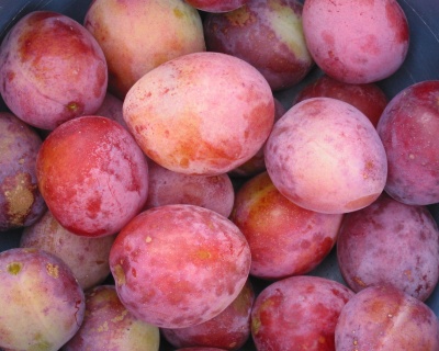 Слива "Королева Виктория"