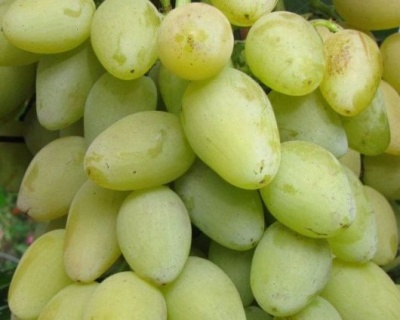 Виноград "Кристалл"