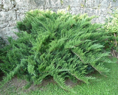 Можжевельник казацкий "Тамарисцифолия"