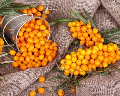 Облепиха "Пламенная" (женская)