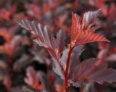 Пузыреплодник "Саммер Вайн" (Summer Wine)