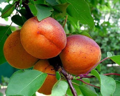 Абрикос "Память Говорухина"