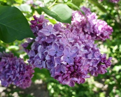 Сирень "Космос"