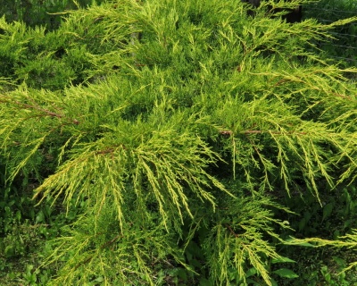 Можжевельник средний "Пфитцериана Ауреа"