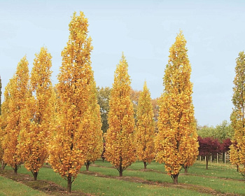 Тюльпановое дерево "Фастигиата"