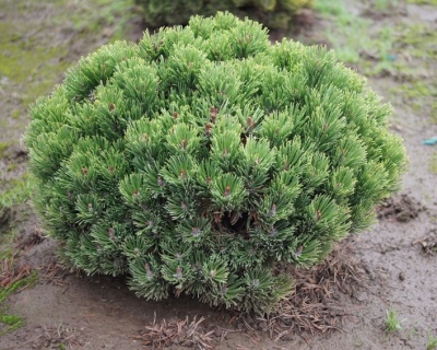 Сосна горная "Пумилио"