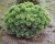 Сосна горная "Пумилио"