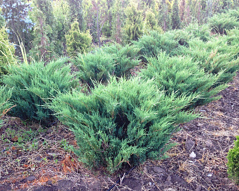 Можжевельник казацкий "Блю Дануб"