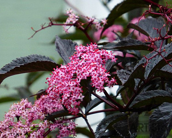 Бузина черная "Блэк Бьюти"