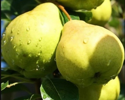 Груша колоновидная "Осенняя мечта"