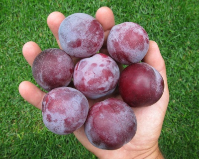 Слива "Аленушка"