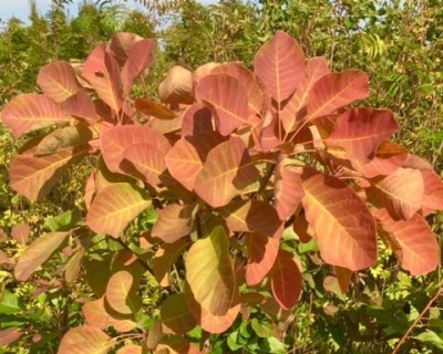 Скумпия "Янг Леди" (Young Lady)