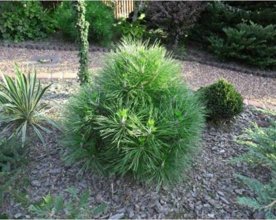 Сосна черная "Спилберг"