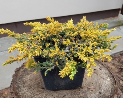 Можжевельник обыкновенный "Голдшатц"