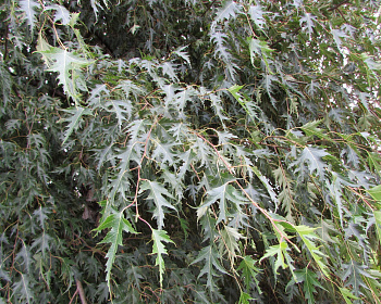 Береза бородавчатая "Криспа"