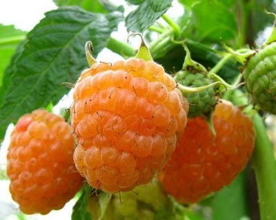 Малина "Желтый Гигант"