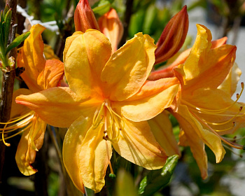 Азалия крупноцветковая "Голден Лайтс"