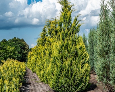 Кипарисовик Лавсона "Алюмиголд"