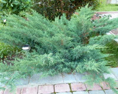 Можжевельник казацкий "Глаука"