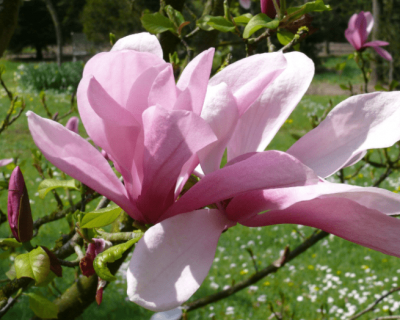 Магнолия "Рикки"