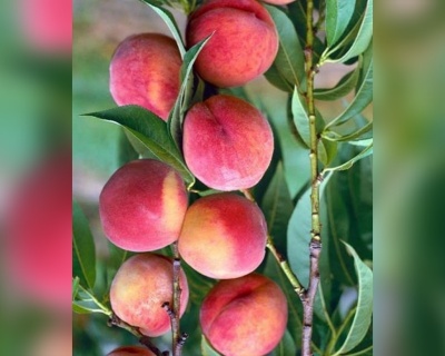 Персик колоновидный "Юбилей столицы"