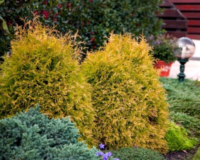 Туя западная "Рейнголд"