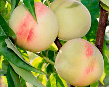 Персик "Белый лебедь"
