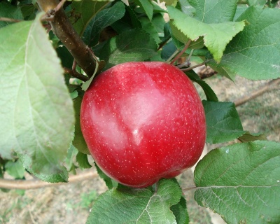 Яблоня "Квинти"