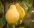 Груша "Янтарная"