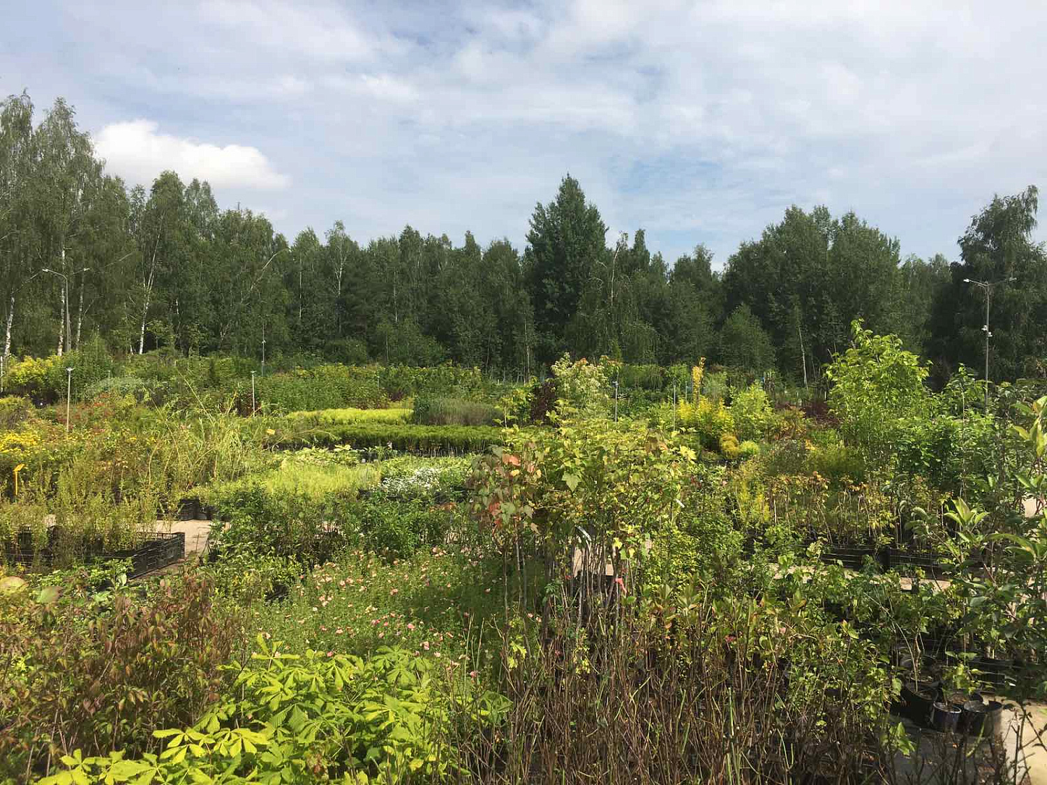 Питомник "ZelenSad"