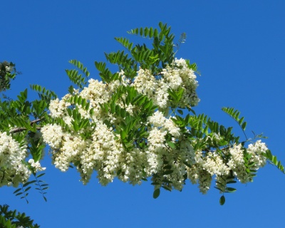 Робиния лжеакация