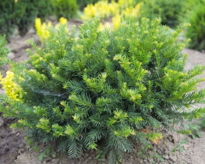 Тис ягодный "Репанденс"