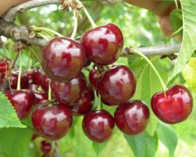 Вишня "Живица"