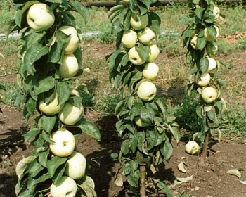 Яблоня колоновидная "Малюха"