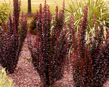 Барбарис Тунберга "Red Pillar"