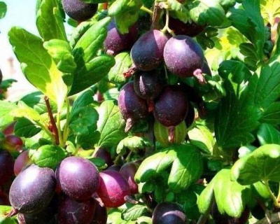 Крыжовник "Черномор"