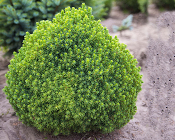 Ель канадская "Альберта Голд"