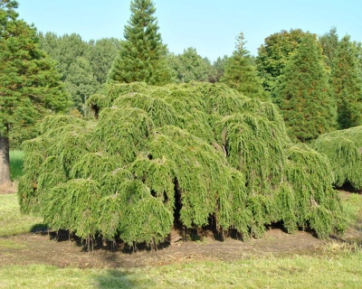 Тсуга канадская "Пендула"