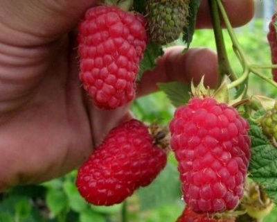 Малина "Геракл"