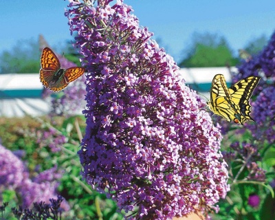 Буддлея Давида "Гулливер" (Gulliver)