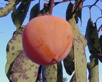 Хурма "Джон Рик"