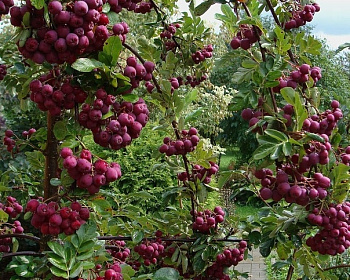 Рябина Сладкоплодная "Бурка"