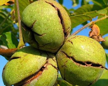 Грецкий орех "Пинский"