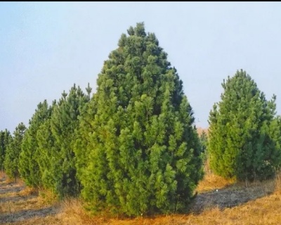 Сосна черная "Пирамидалис"