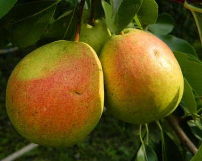 Груша "Северянка"