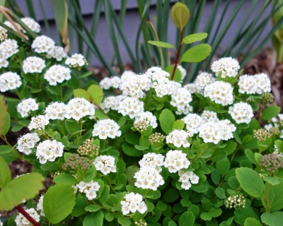 Спирея берозолистная "Тор"