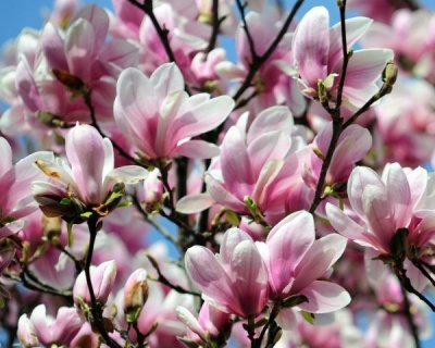 Магнолия "Александрина"